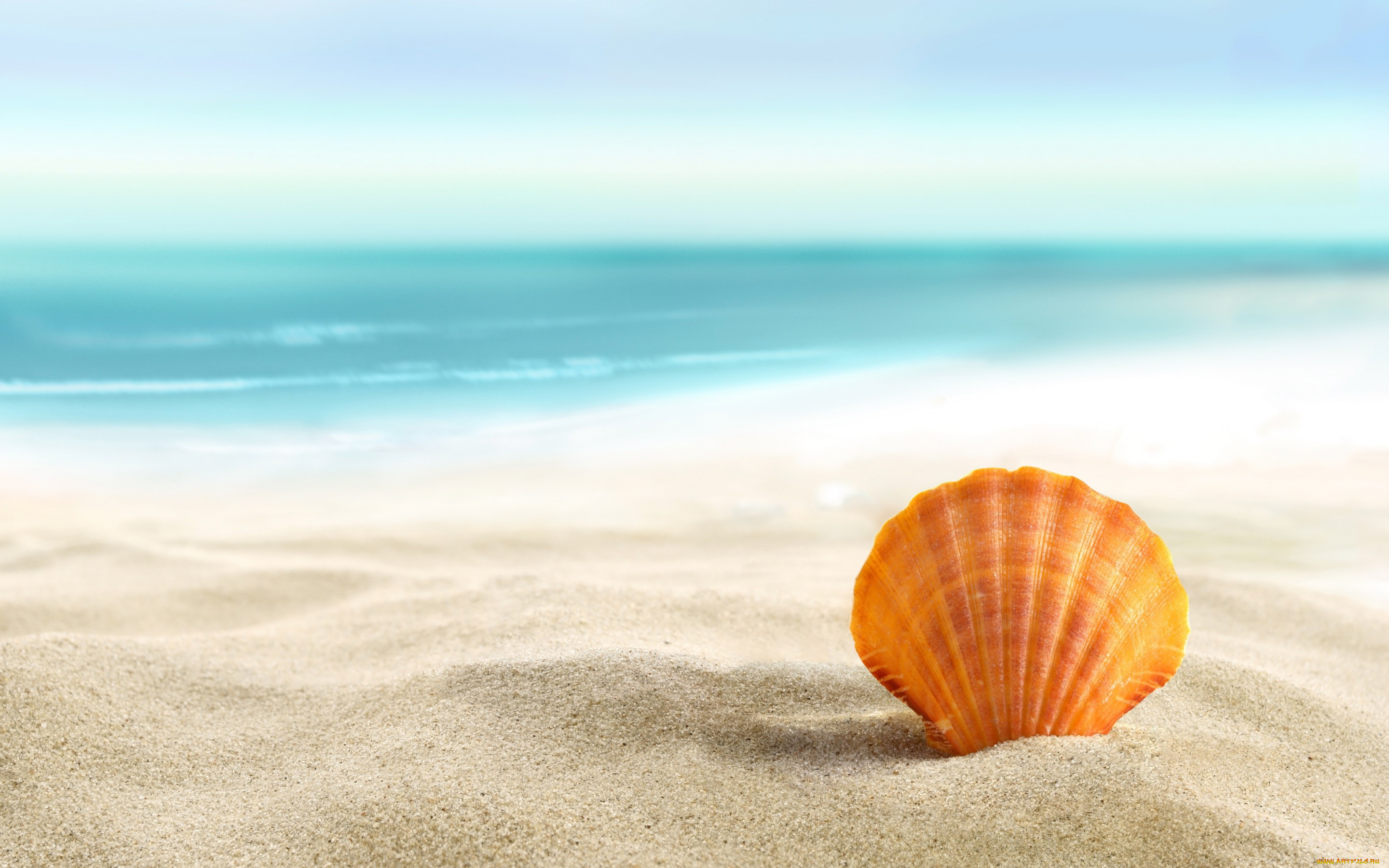, ,  ,    spa-, seashell, , sand, , , beach, , , 